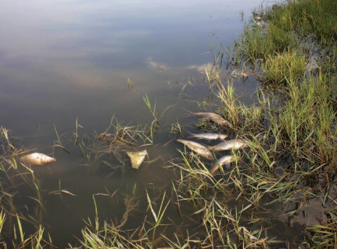 Peces podrían morir en La Llave, aseguran