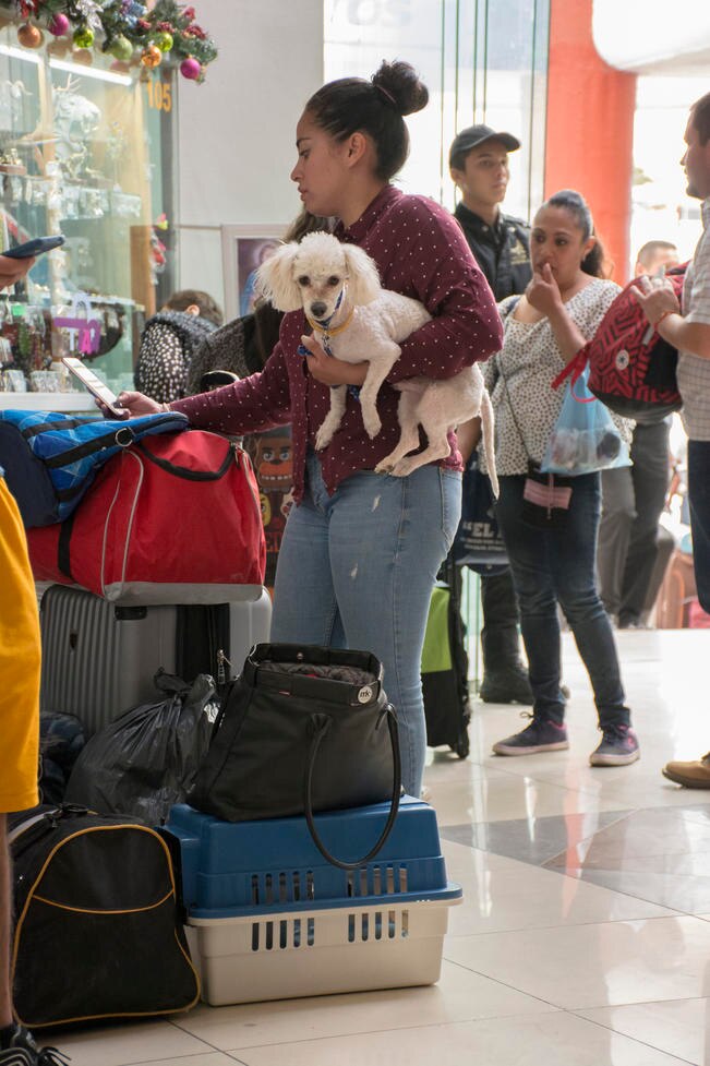 #Especial Mascotas, compañeras de viaje