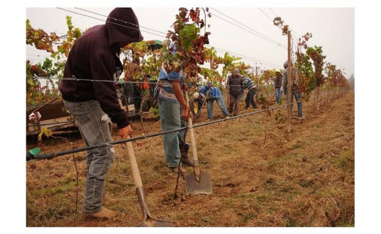 Conocer el Bajío es descubrir la historia del vino en México