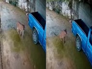 Reportan avistamiento de puma en Landa de Matamoros