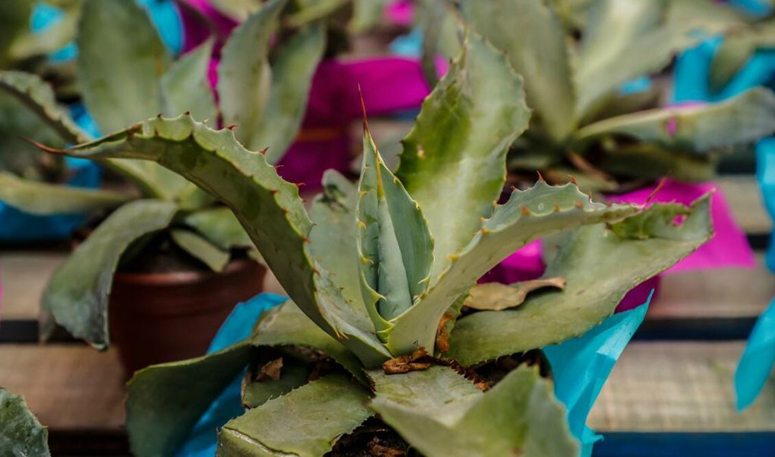 FOTO: Ismael García