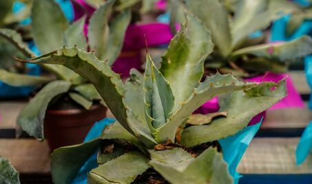 Mezcal. El sorbo del beso ardiente