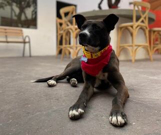 “Los perros de la calle son de todos”, dicen las promotoras de Guardianes de TX