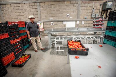 Rescata producción de tomate rojo