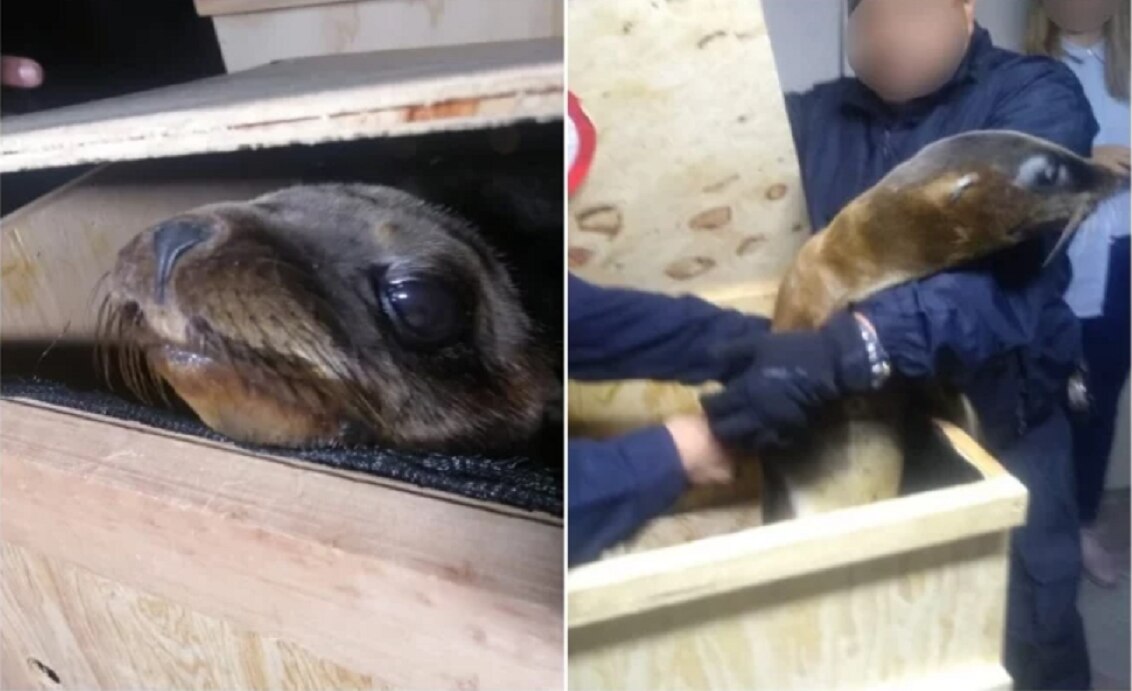 Detienen a dos por transportar lobos marinos sin permisos, en CDMX