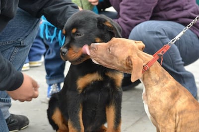 ¡Hoy inicia la semana de vacunación antirrábica!