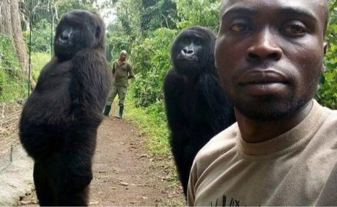 El curioso selfie que muestra a unos gorilas de pie y posando en el Congo
