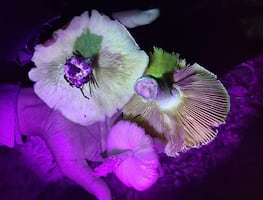 El bosque fluorescente de Querétaro: Te fascinarás con sus hongos e insectos luminosos