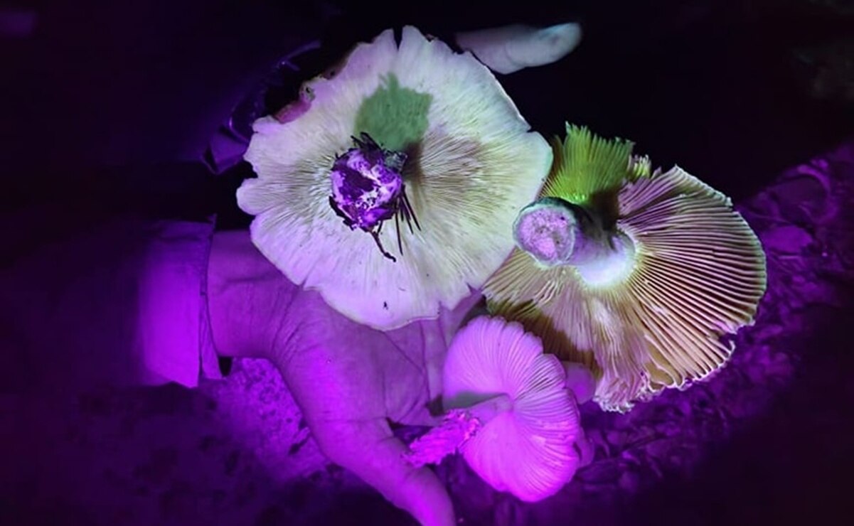 El bosque fluorescente de Querétaro: Te fascinarás con sus hongos e insectos luminosos