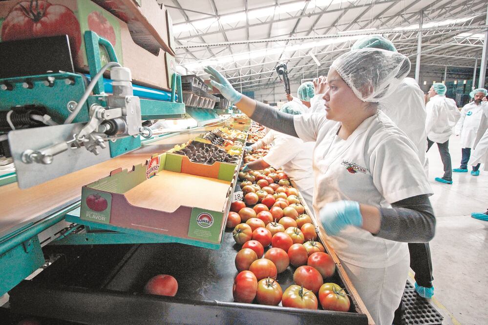 México impuso tarifas a las importaciones de manzanas, uvas, arándos, carne de puerco, entre otros alimentos. Foto: Archivo