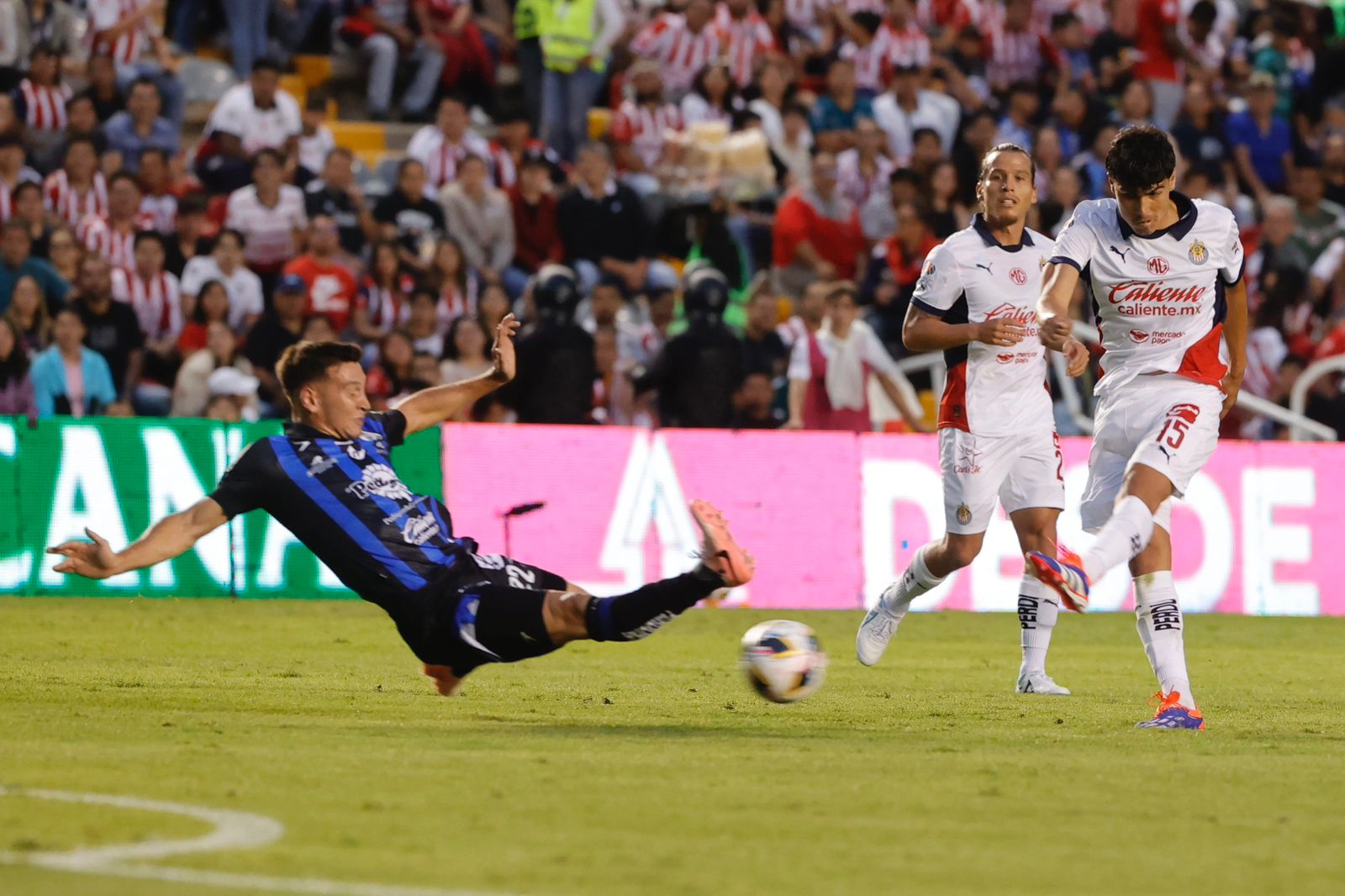 Gallos Blancos, en el frío sótano