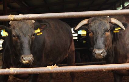 Rematan ganado en Querétaro; productores prefieren abaratar las reses