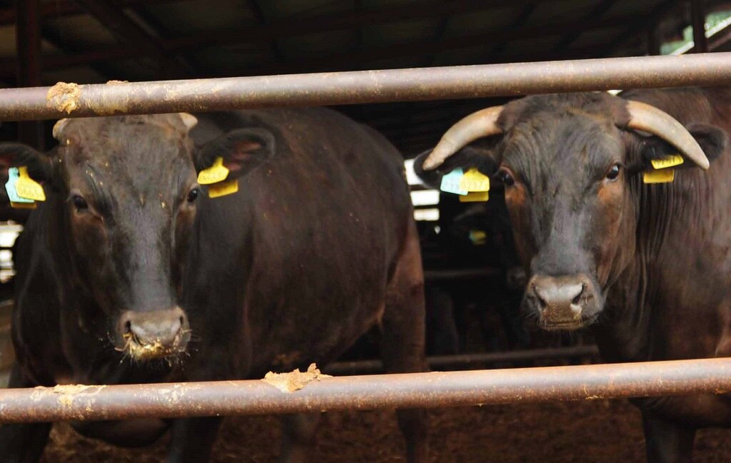 Rematan ganado en Querétaro; productores prefieren abaratar las reses