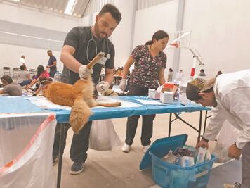 Continúan las esterilizaciones al 2x1