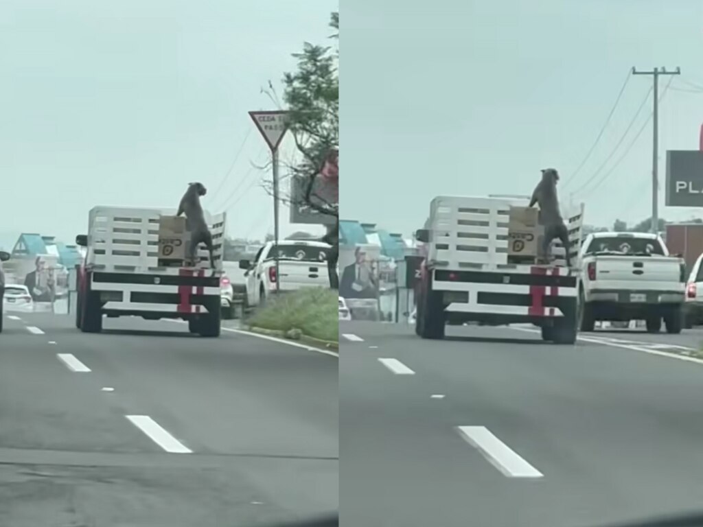 Captan a perrito en la parte trasera de una camioneta sin puerta, en Bernardo Quintana