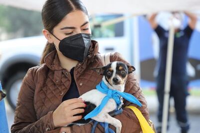 Lanzan clases gratuitas de adiestramiento canino en Querétaro