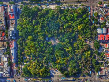 Detectan plaga de muérdago en 60% de los árboles de la Alameda Hidalgo