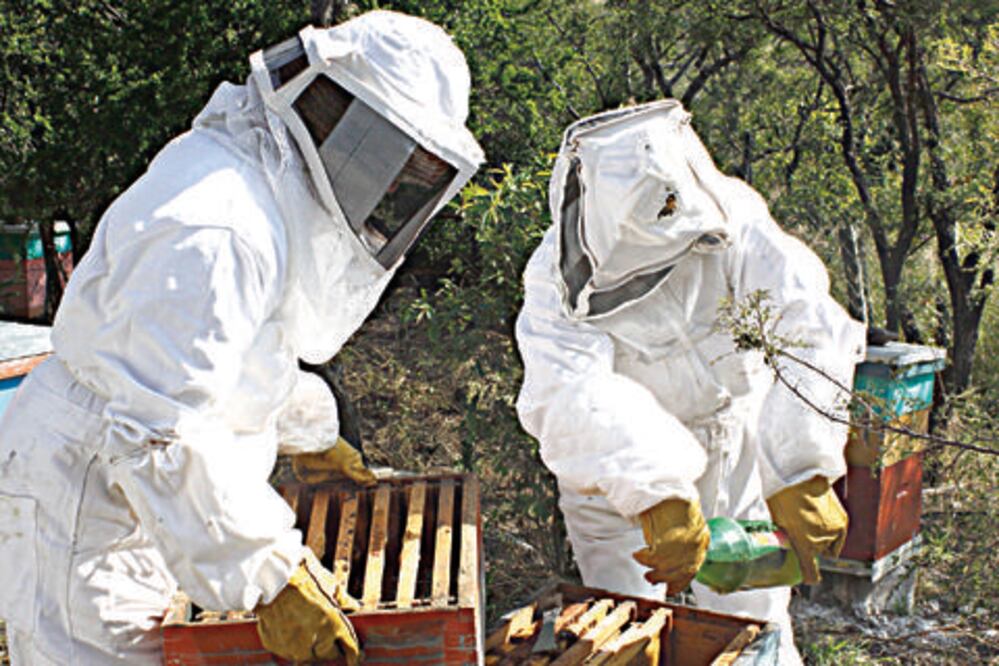 Alertan ante la presencia de abejas