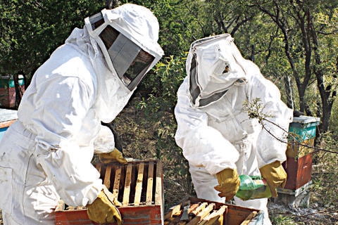 Alertan ante la presencia de abejas
