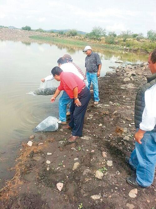 Comienzan siembra de 30 mil peces en bordos