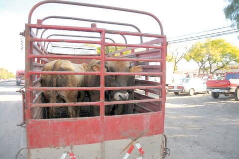 Detienen a siete personas por el delito de abigeato