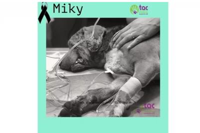 Muere "Miky", el perro al que le sacaron los ojos