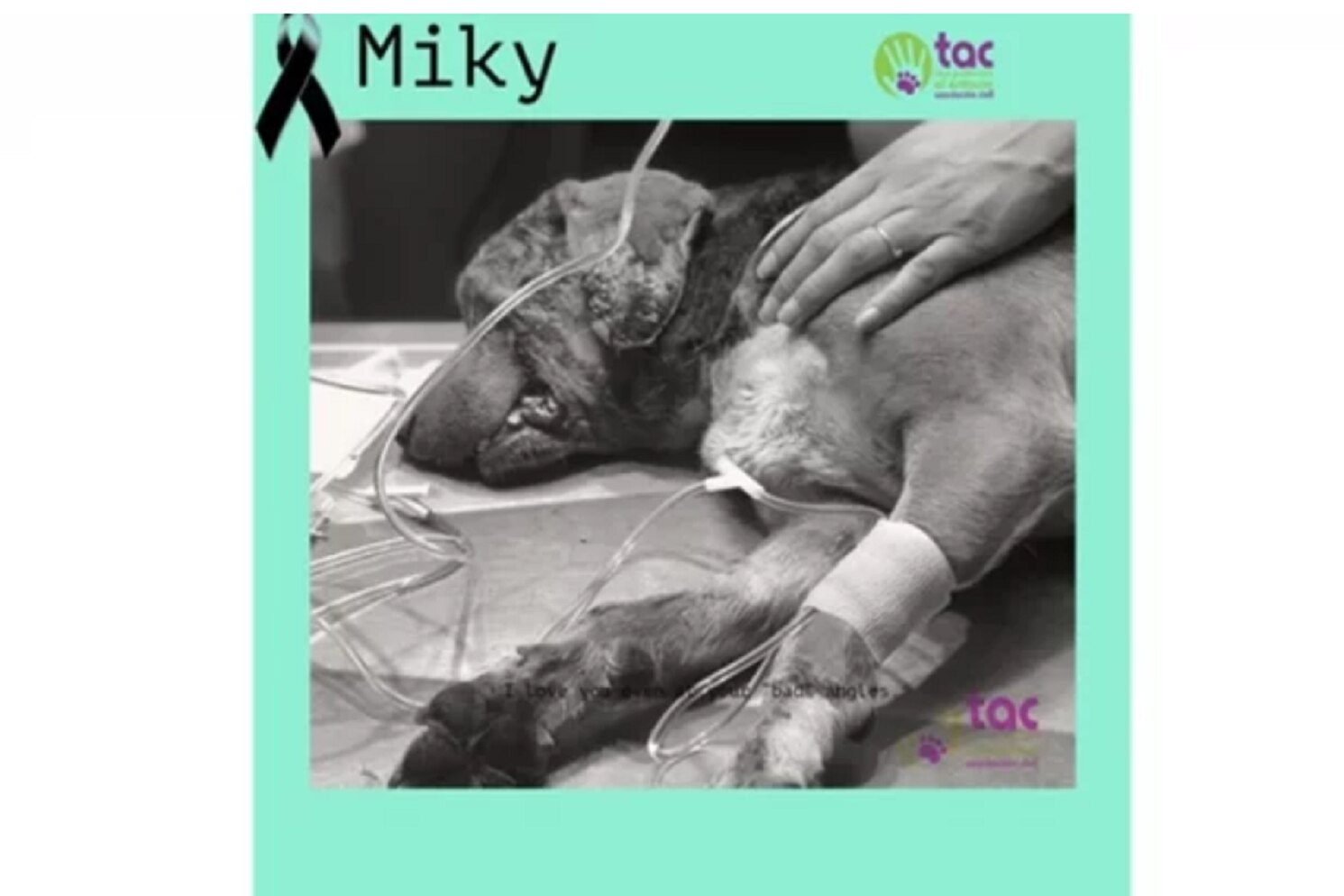 Muere "Miky", el perro al que le sacaron los ojos