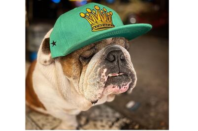 "Emilio" regresa a casa: rescatan al bulldog robado en La Roma 