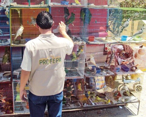 Asegura 338 ejemplares a zoo