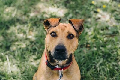 Muere Tobby, el perrito estaba en espera de ser adoptado por una familia en Querétaro 