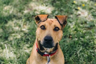 Muere Tobby, el perrito estaba en espera de ser adoptado por una familia en Querétaro