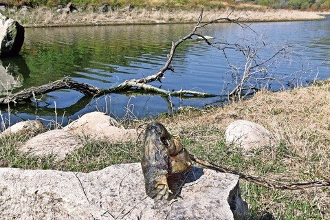 Peces murieron por falta de oxígeno