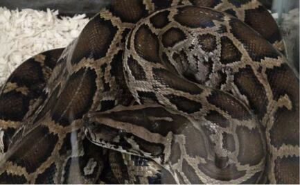 Capturan pitón de más de 5 metros de largo en Florida