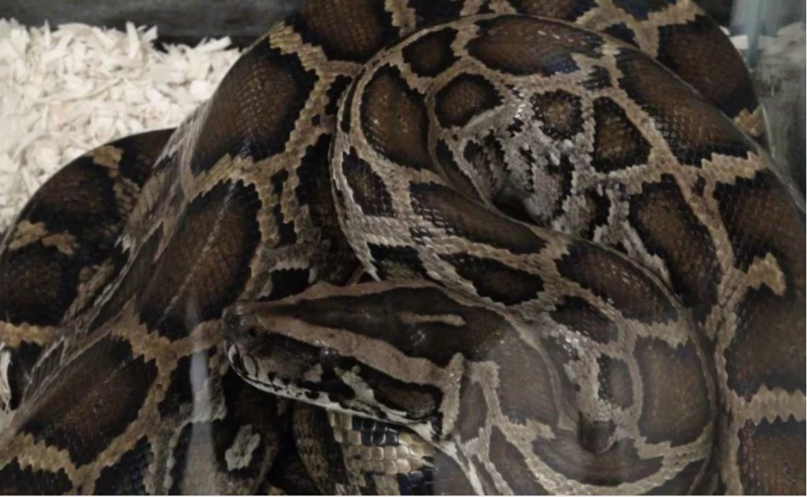 Capturan pitón de más de 5 metros de largo en Florida