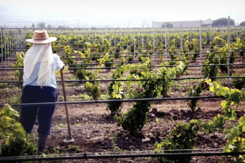 Aumenta 100 % producción vinícola