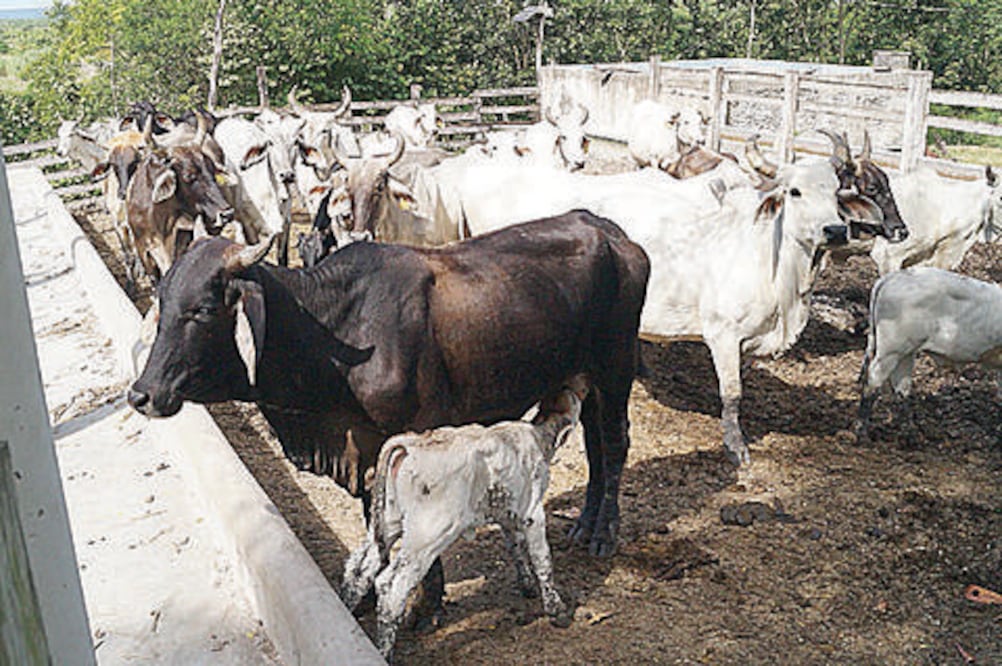 Aumenta la exportación de ganado