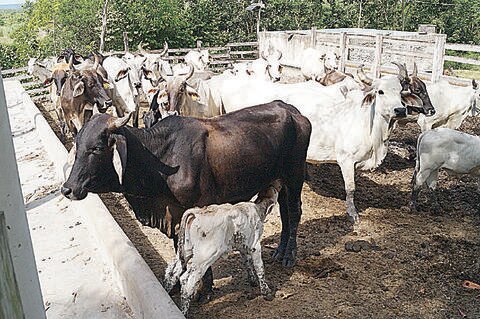 Aumenta la exportación de ganado