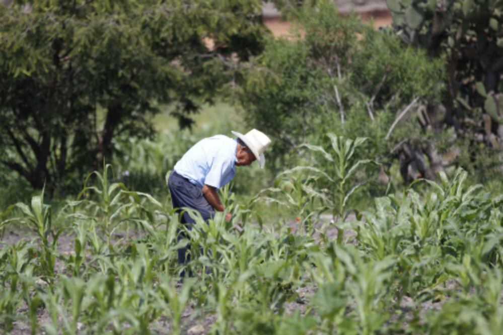 Critican escasez de recursos agrícolas
