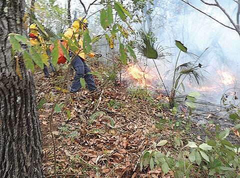Conafor: incendio en Jalpan, más grande que del Tepozteco