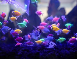 La Expo Acuario 2025 se realiza este fin de semana, en la UAQ