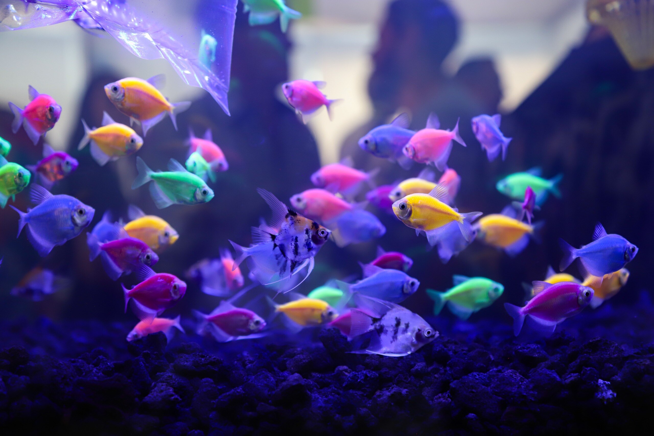 La Expo Acuario 2025 se realiza este fin de semana, en la UAQ