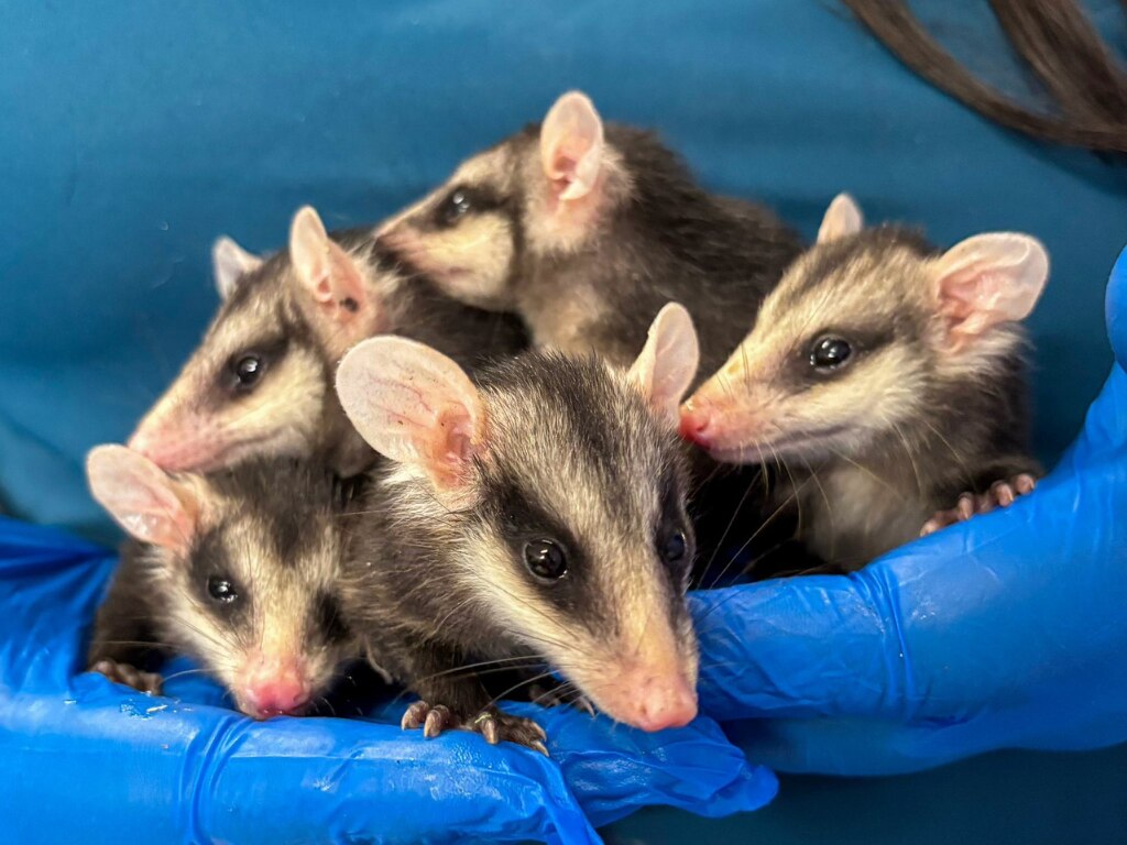 Foto: Facebook IMPA El Marqués