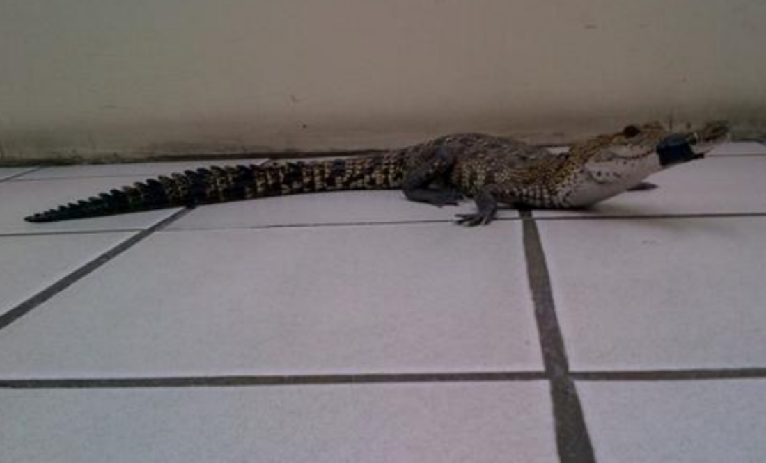 Localizan cocodrilo en Corregidora