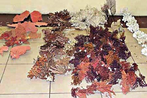 Aseguran 325 kgs de corales marinos