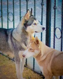 Video. Fiscalía de Querétaro rescata a dos perros que habían sido robados