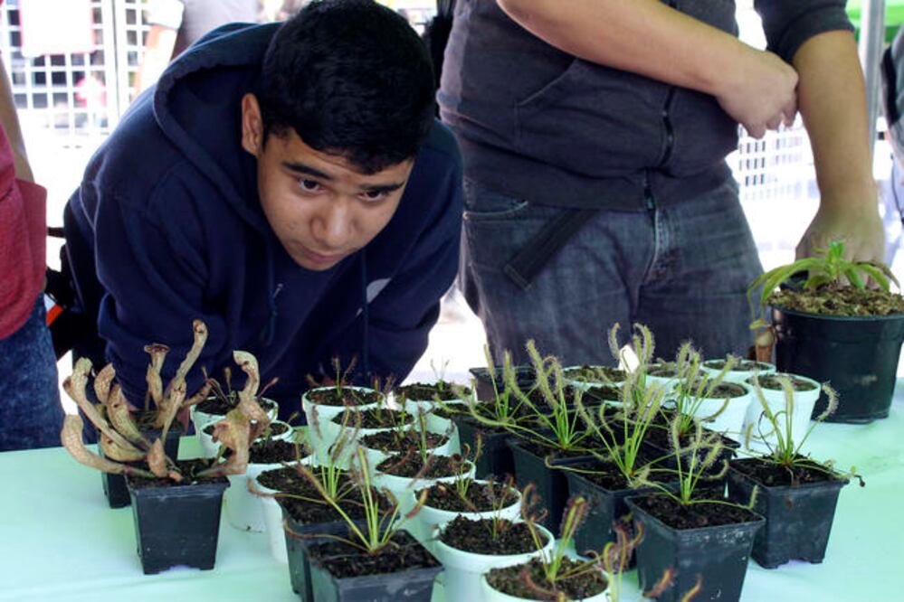 En la explanada de Rectoría hubo exposiciones de muestras de semillas, así como de productos elaborados con plantas útiles para el hombre. (ESPECIAL)
