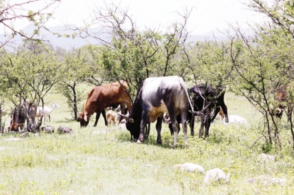 Llaman a combatir robo de ganado 