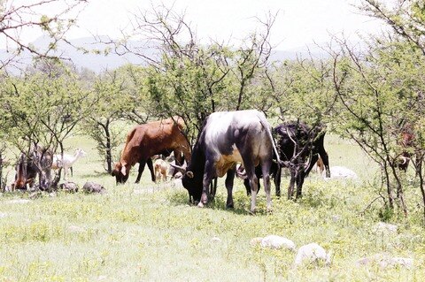 Llaman a combatir robo de ganado