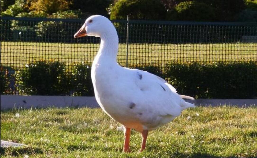 Thomas fue un ganso bisexual que murió el 4 de febrero y será enterrado junto a su compañero de vida por casi 30 años. (FOTO: Tomada de Facebook)