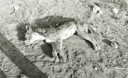 Denuncian presunto envenenamiento masivo de perros en Morelia